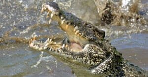 Watch Rafters Defend Against a Crocodile Attack in Dangerous Rapids! Picture
