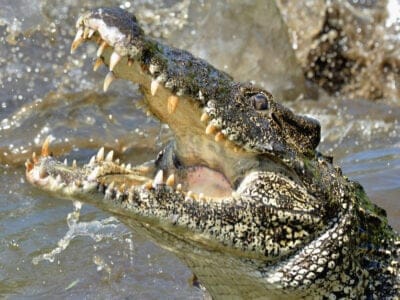 A Alligator vs. Crocodile: 6 Key Differences and Who Wins in a Fight