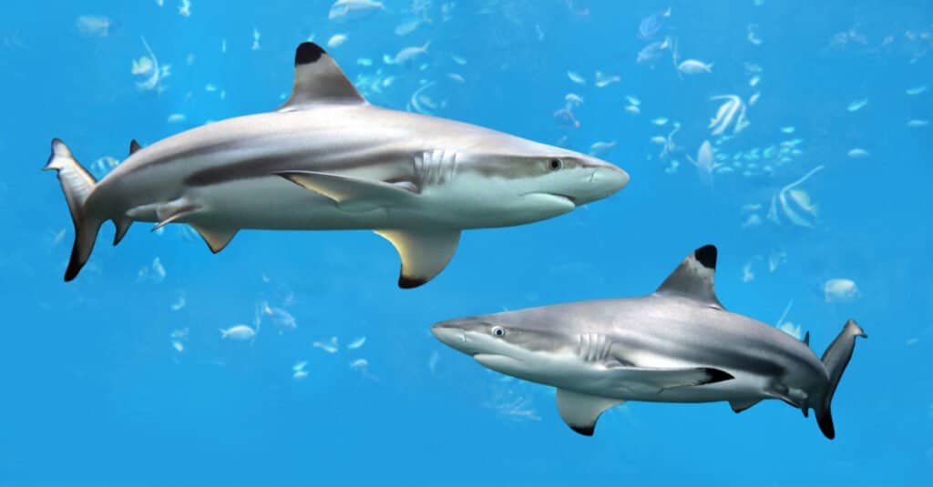 two blacktip sharks