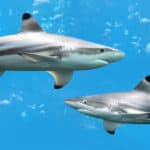 Blacktip shark