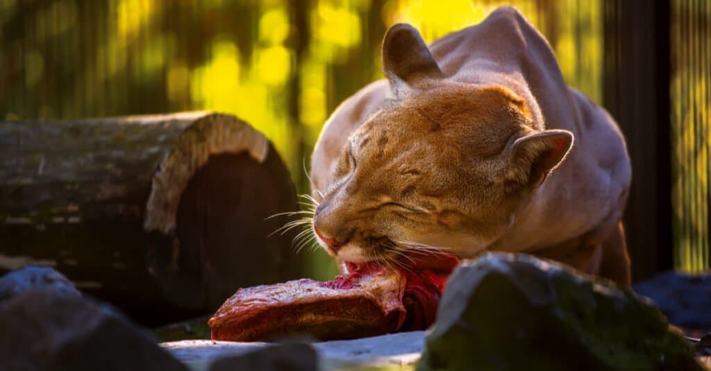 What do mountain lions eat - mountain lion feeding