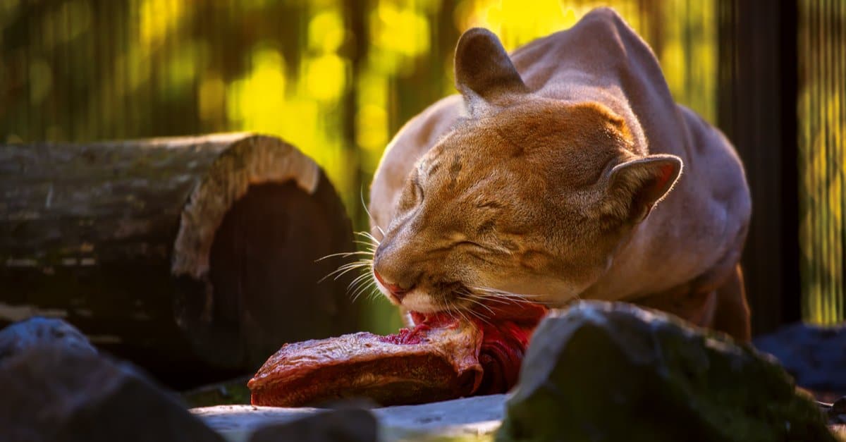 What Do Mountain Lions Eat? 20 Animals in Their Diet - AZ Animals