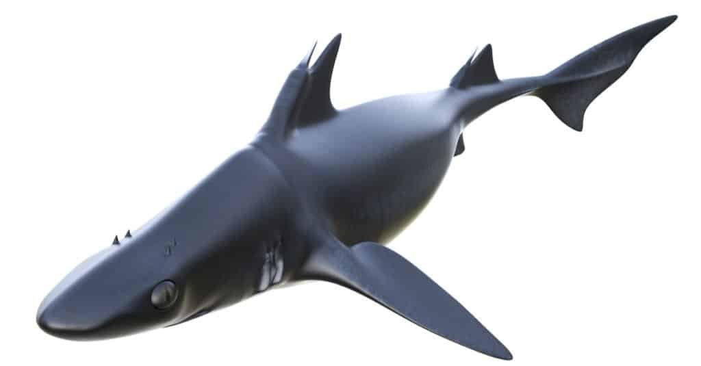 prehistoric electric shark