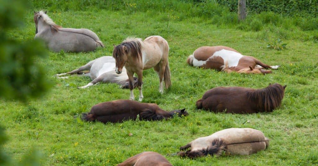 Animals that sleep standing up - horses in a field