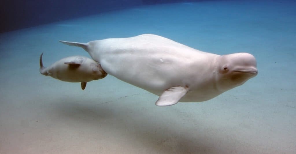 beluga-whale-baby-swimming