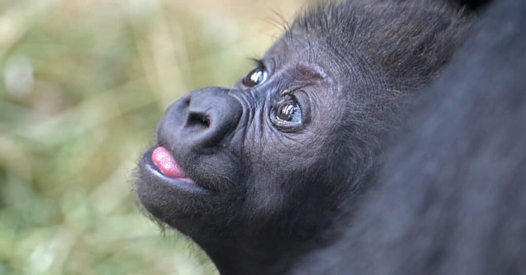 baby gorilla - gorilla infant
