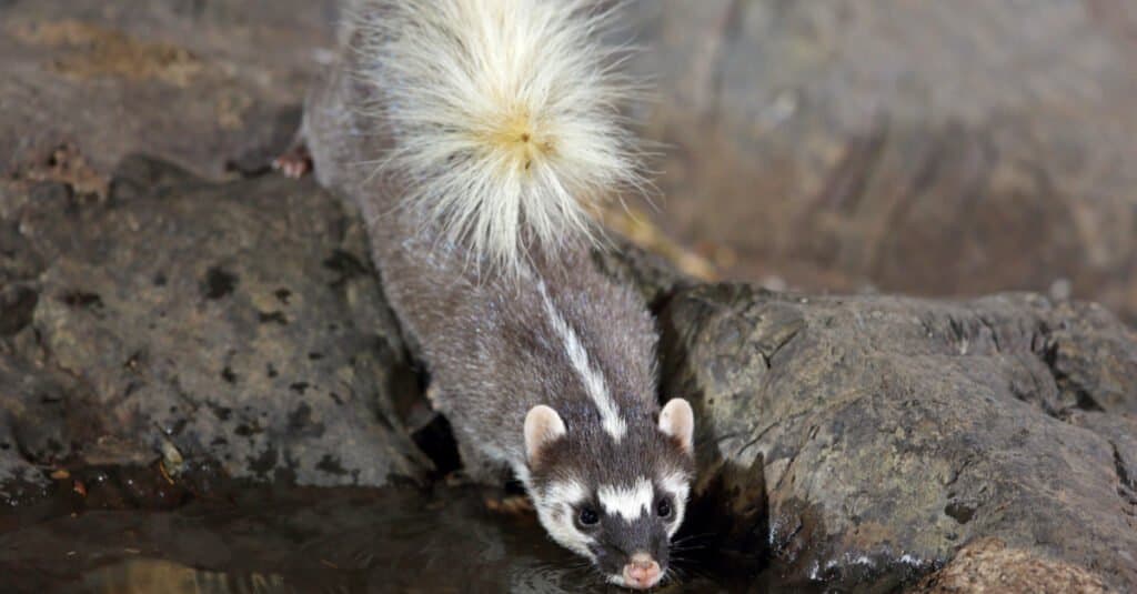 Badger Animal Facts - Ferret Badger