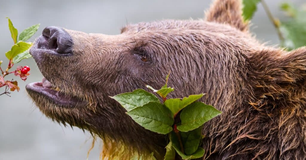 Grizzly Bear Food