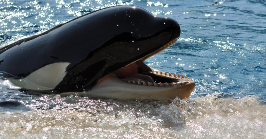 What do whales eat - killer whale teeth