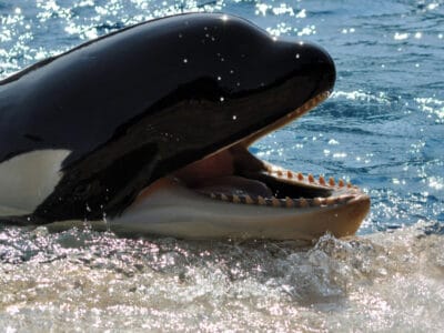 A Killer Whale Teeth: Do Killer Whales Have Teeth?