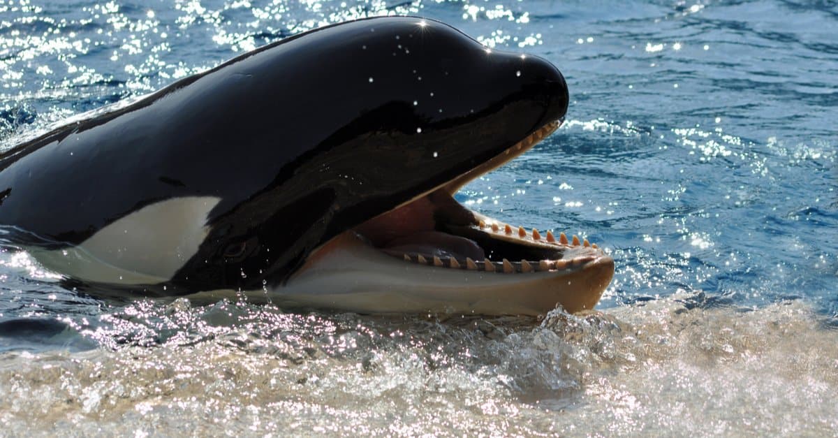What do whales eat - killer whale teeth