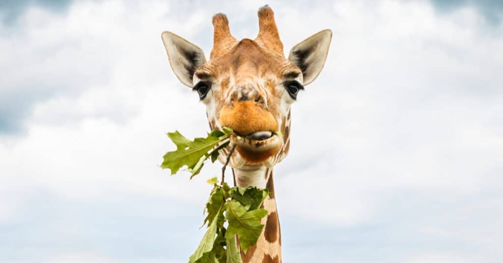 What do giraffes eat - giraffe with leaves
