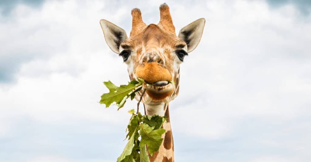 giraffes eating food