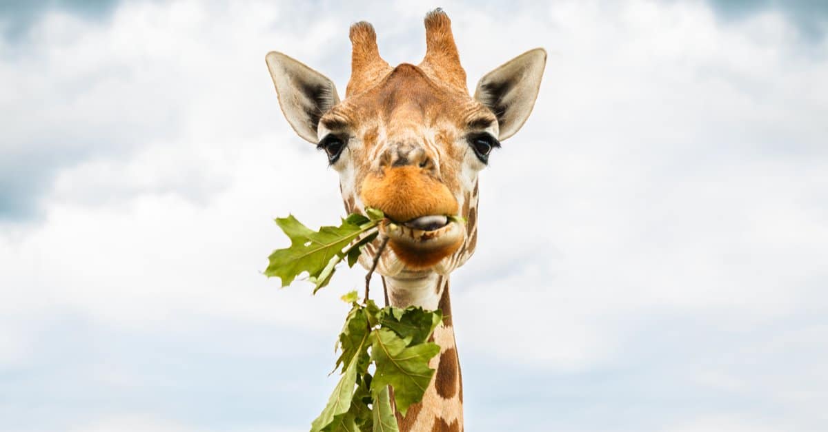 what-do-giraffes-eat-their-diet-explained-a-z-animals