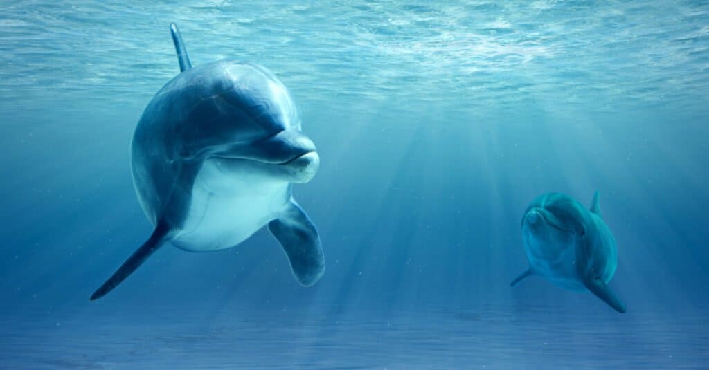 dolphin and calf