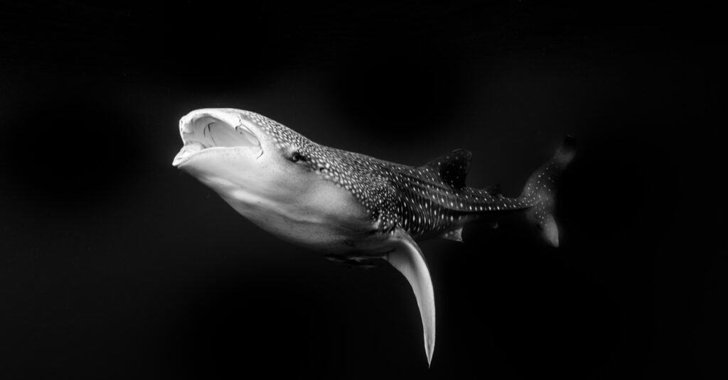 Megalodon vs. Whale Shark - Baby Whale Shark on Black Background