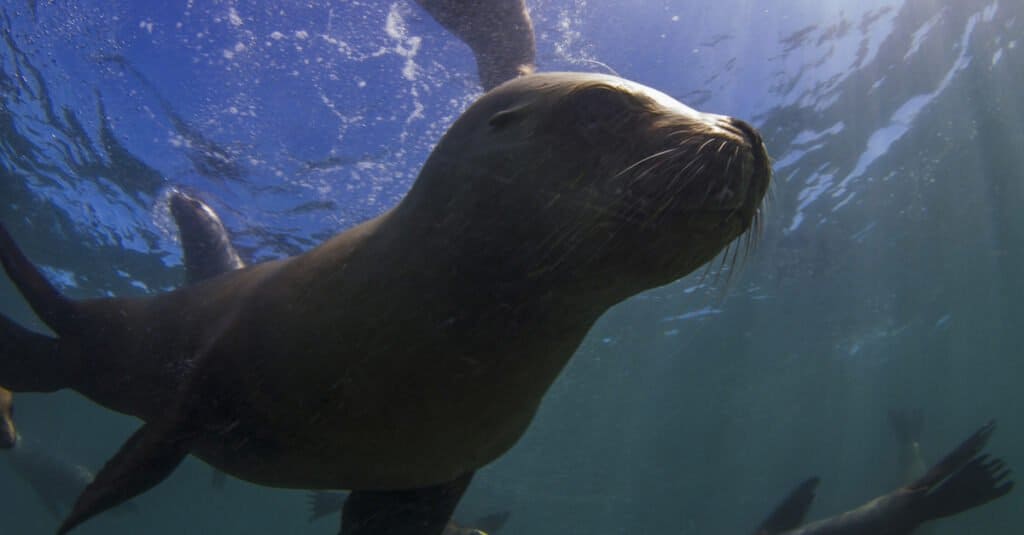 Foca más grande - León marino sudamericano