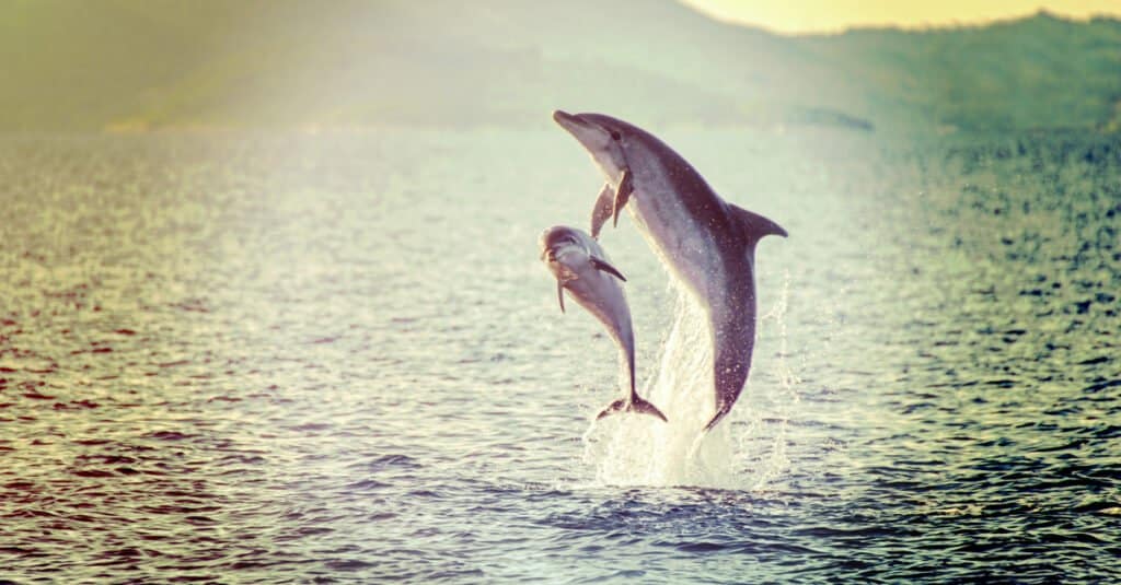 baby-dolphin-jumping