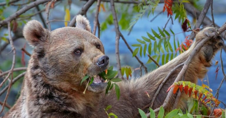 What do grizzly bears eat - leaves