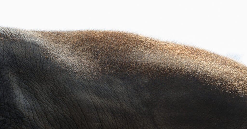 Elephant Hair - Close up of hair on an elephant's back 