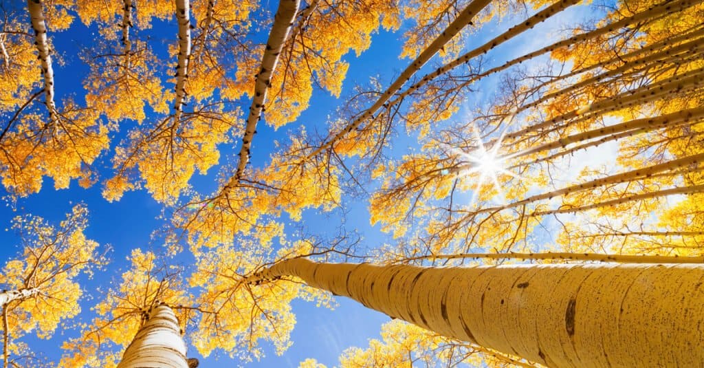 Aspen trees in fall
