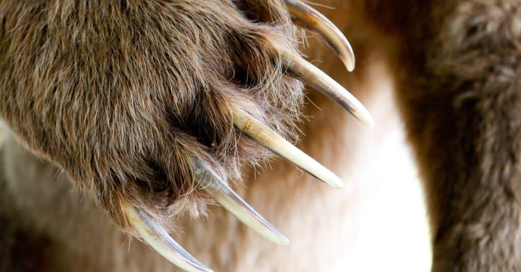 Grizzly bear claws for slashing