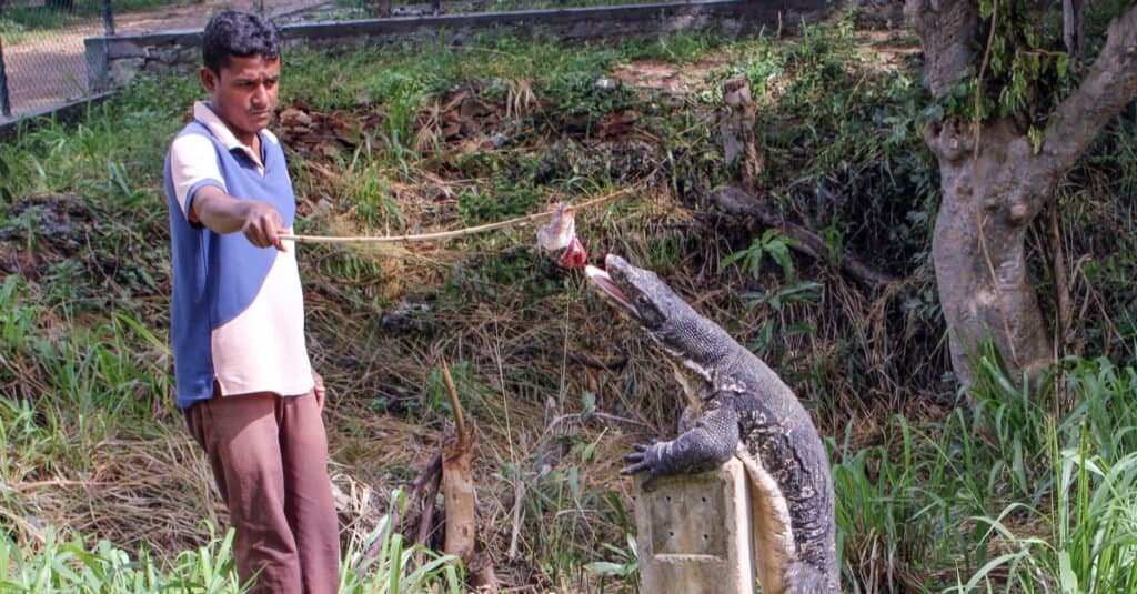 What do monitor lizards eat - water monitor being fed