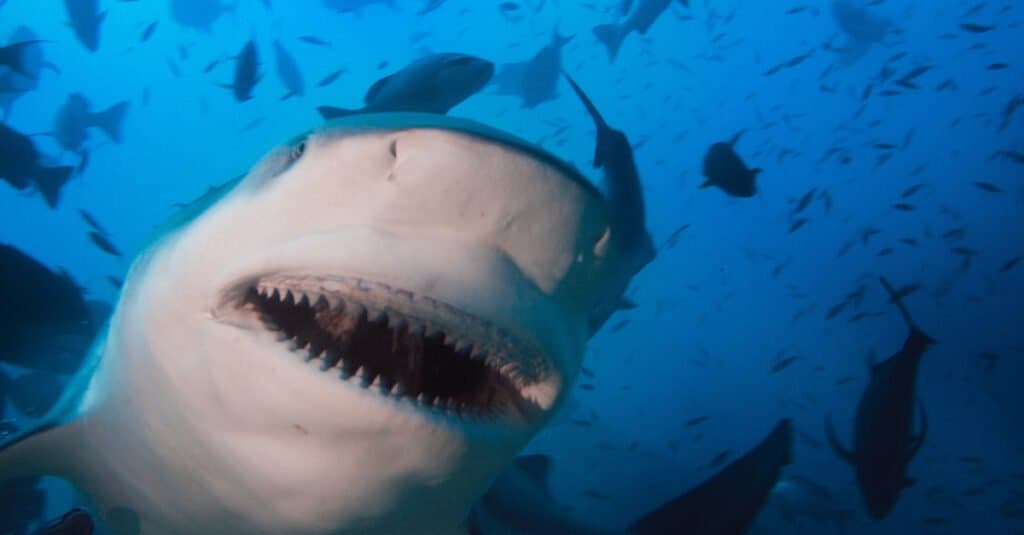 Bull shark facts - mouth of a bull shark