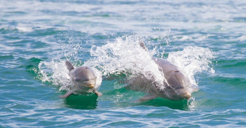 dolphin and calf