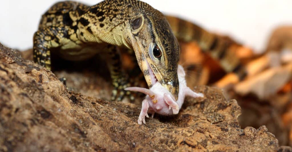 What do monitor lizards eat - a water monitor eats a mouse