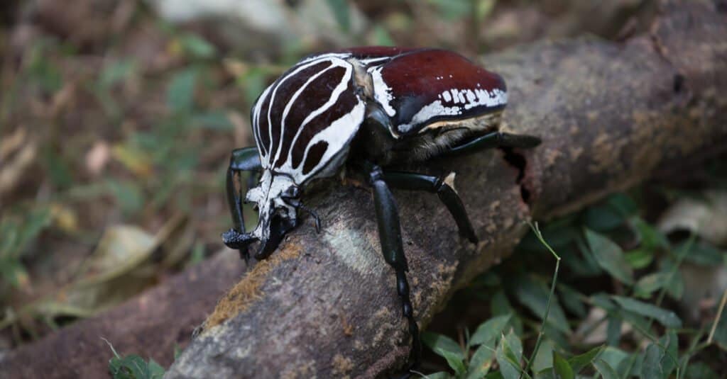 Largest beetles - goliath beetle 