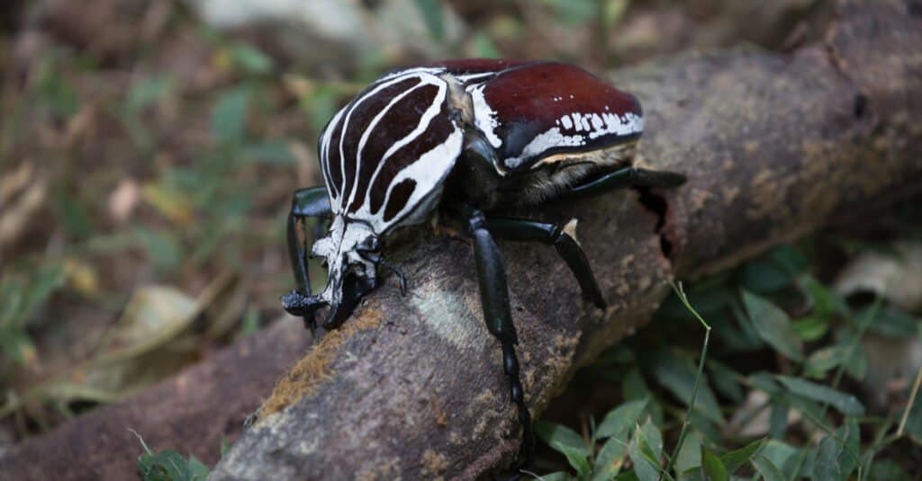 Largest beetles - goliath beetle