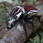 Goliath beetle