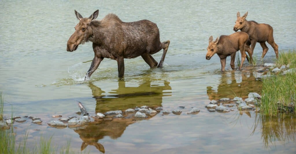 moose baby - mother moose and babies in water