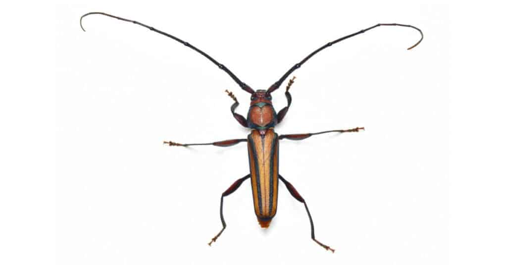 Escarabajos más grandes - escarabajo de cuerno largo