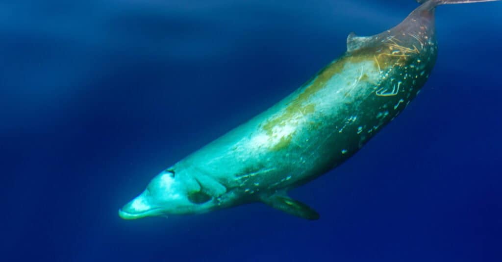 Animals with Multiple Stomachs - Beaked Whale