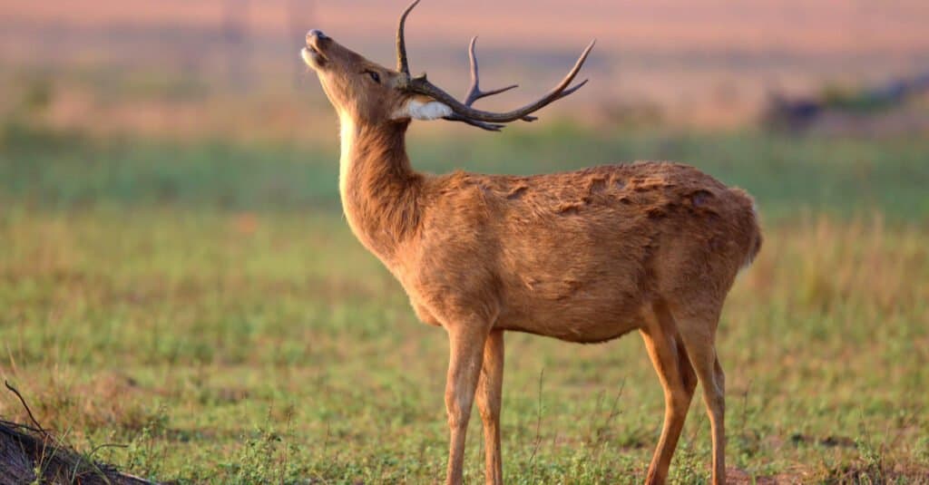 Largest deer - Barasingha