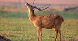 How and Where Do Deer Sleep? Patterns and Habitats Picture