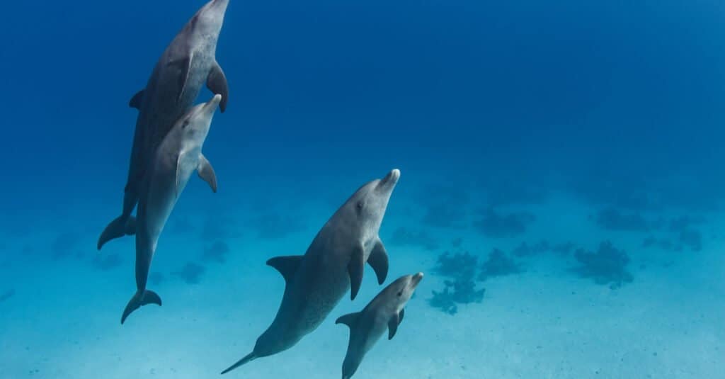 baby-dolphin-with-family