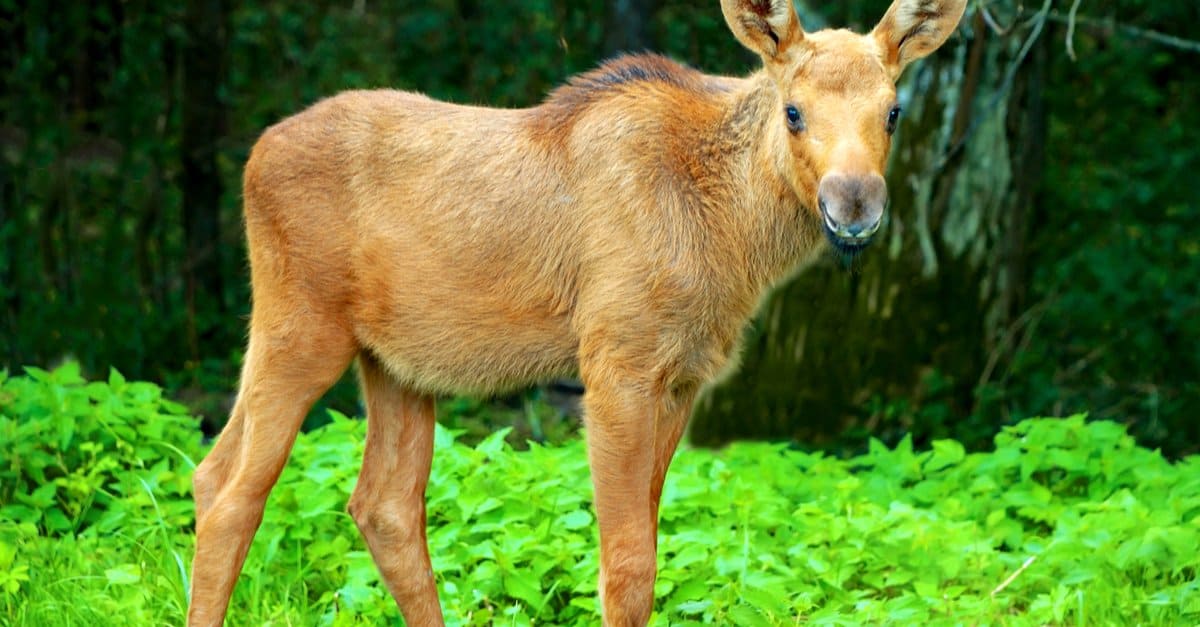 Baby Moose 8 Facts and 8 Pictures AZ Animals