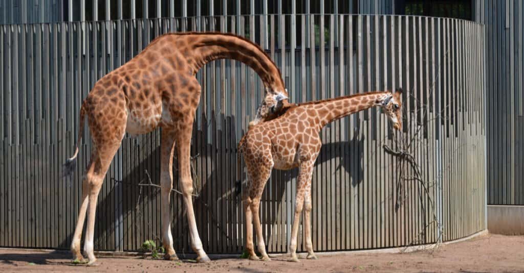 adult giraffe sleeping