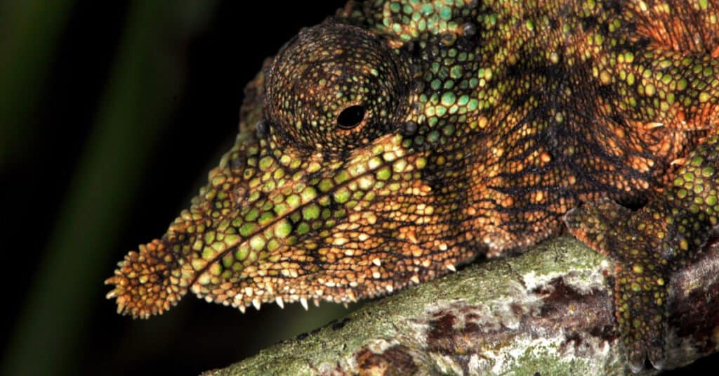 Chameleon Facts - Rosette nosed 