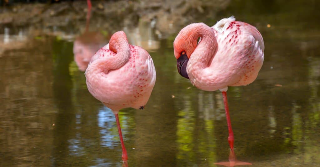 Animals that sleep standing up - flamingos