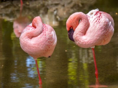A Flamingo Quiz – Test Your Knowledge