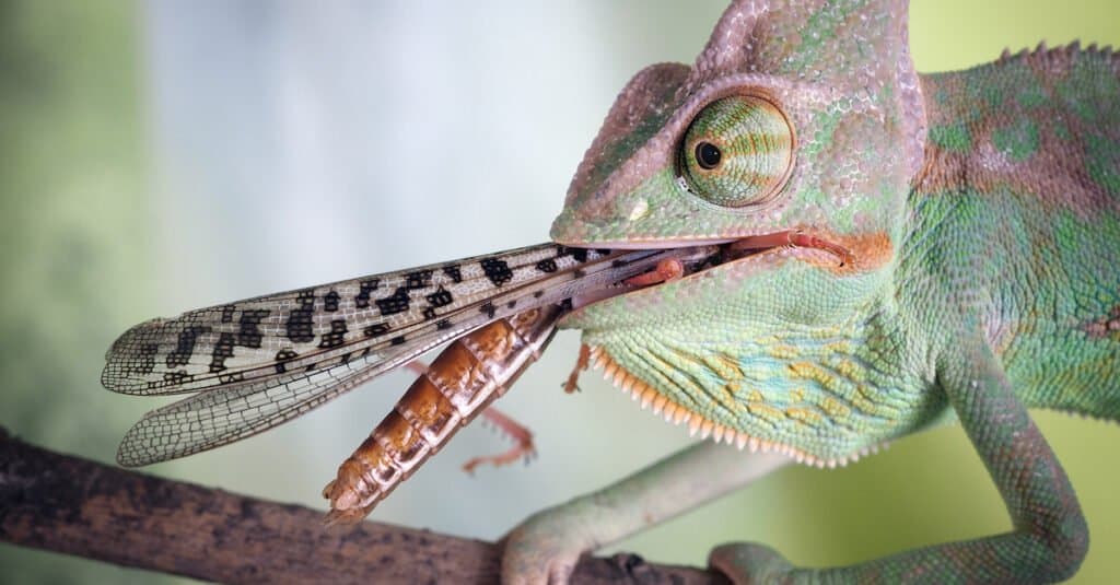 What do chameleons eat - eating an insect
