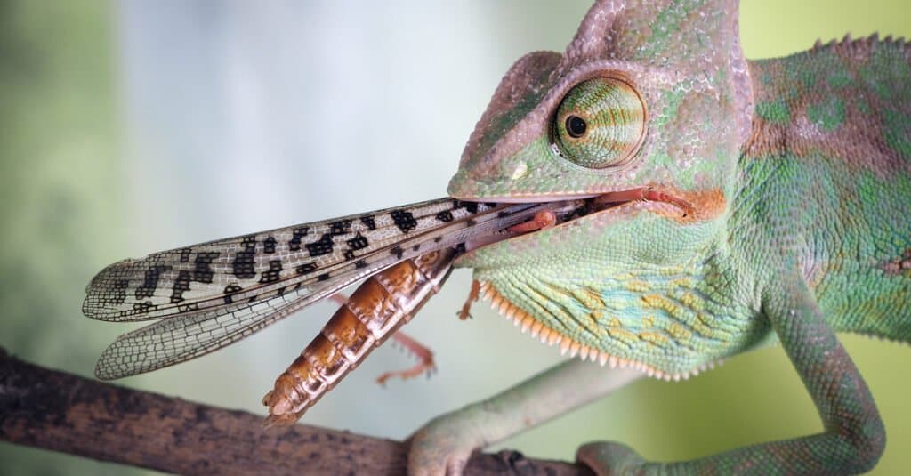 How Do Chameleons Eat?