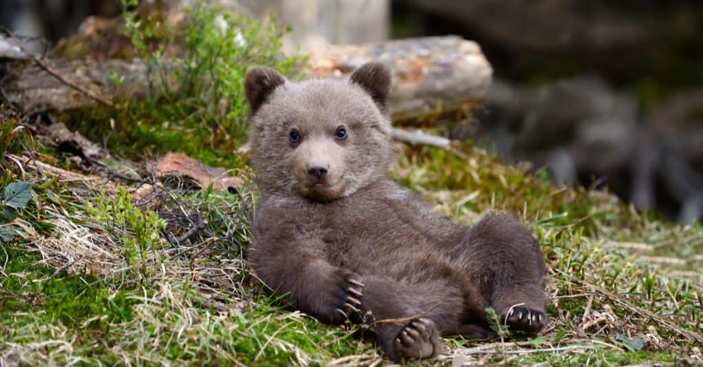 Incredible Grizzly Bear Facts - Baby Grizzly Bear Cub 