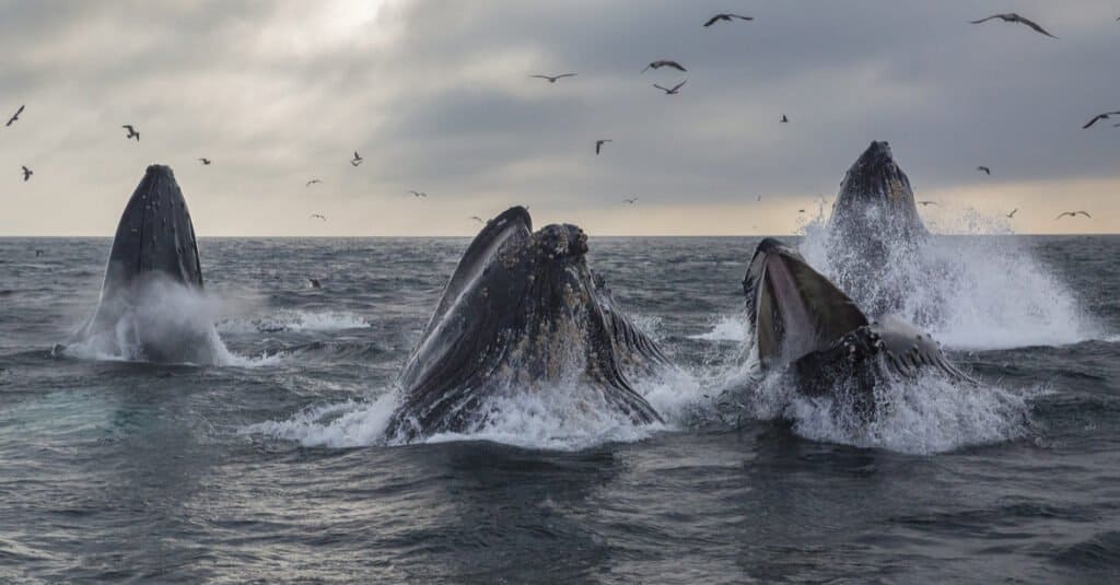What do whales eat - a pod of humbacks feeding