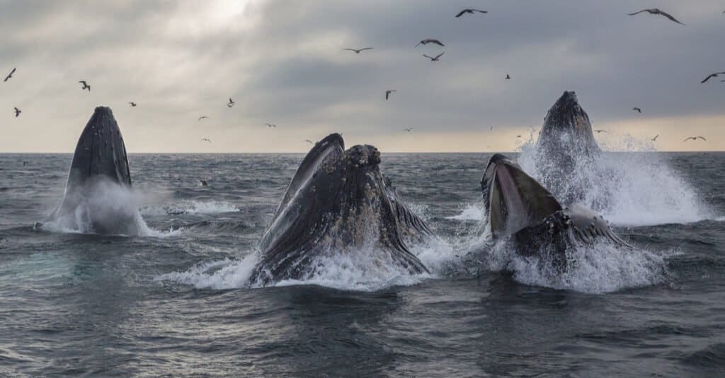 Do Whales live in Groups? How do Groups of Whales Behave? - A-Z Animals