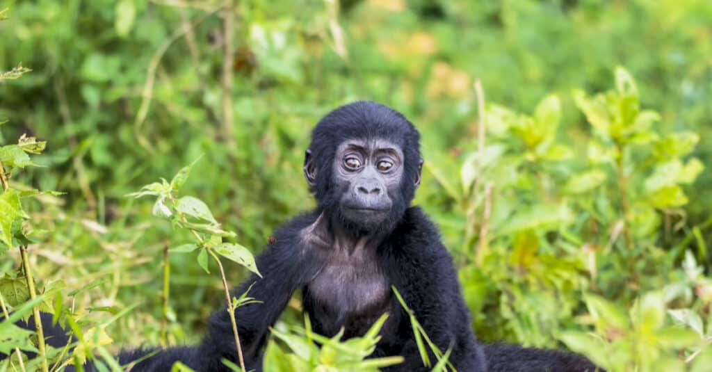 baby gorilla - gorilla baby clings to its mother